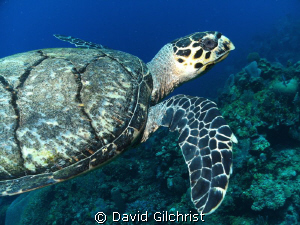 Another view of the turtle, Roatan, Honduras
SeaLife DC1000 by David Gilchrist 